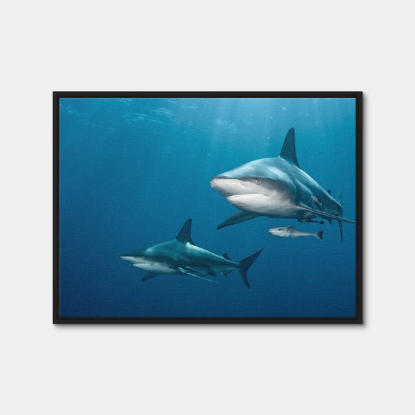 Shark Pair Wall Art — Framed Canvas Format preview