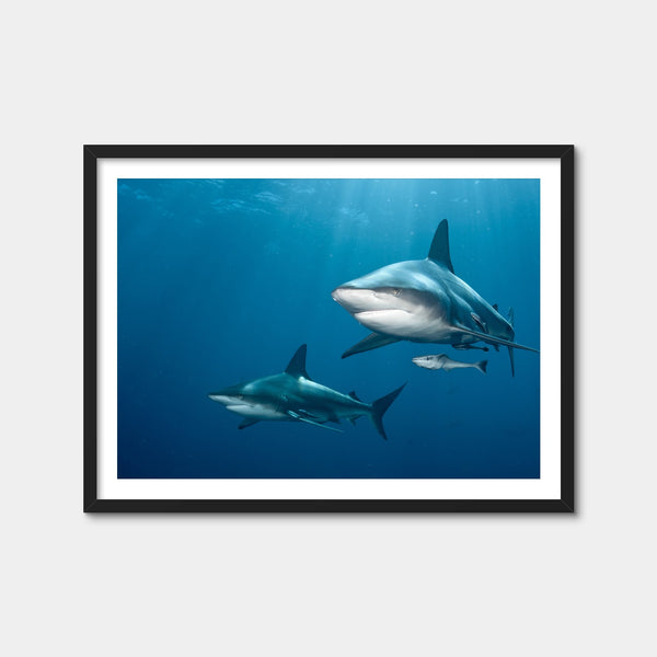 Shark Pair Wall Art — Framed Print Format preview