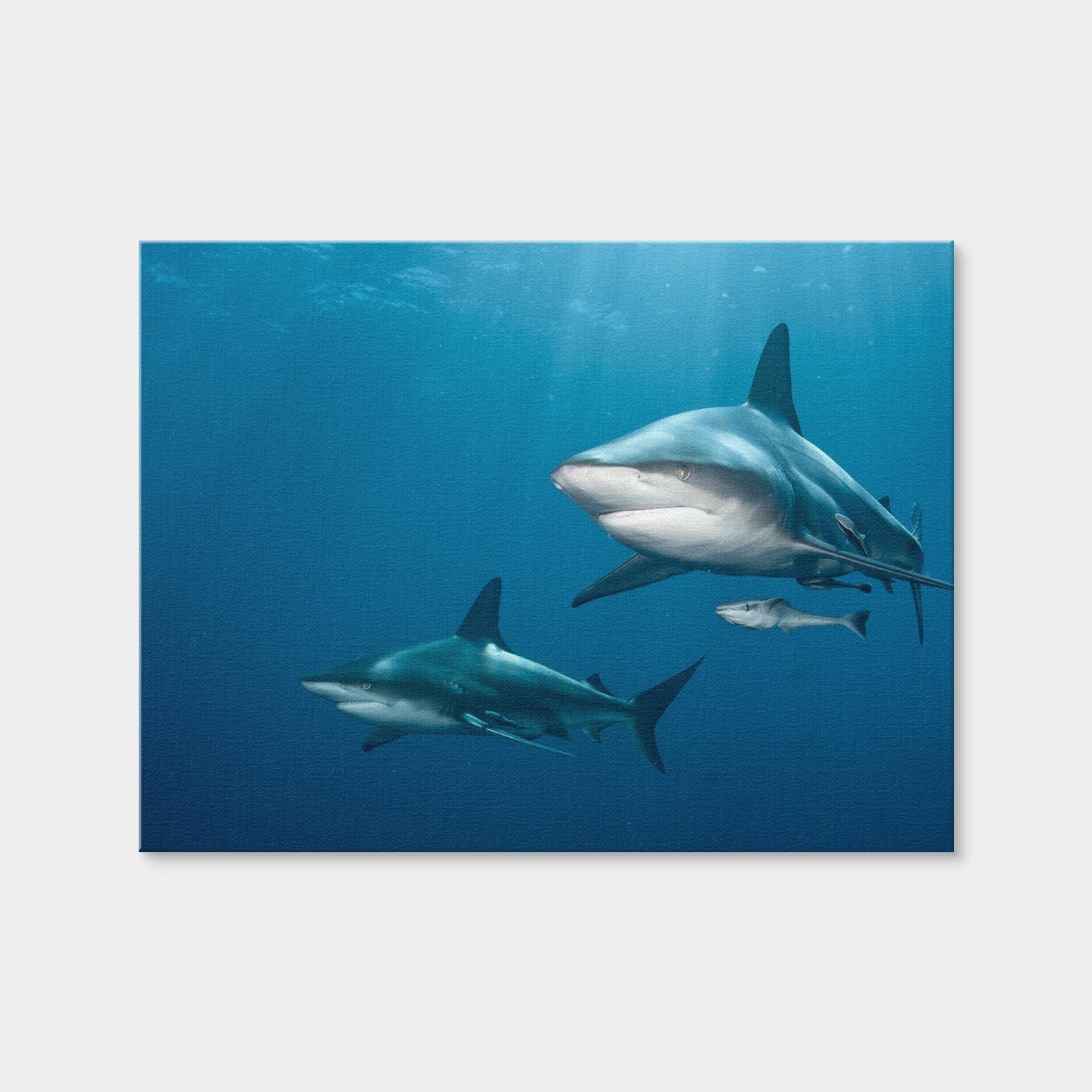 AUTO-MOCKUP WHITE | Shark Pair | 1 Piece | Gallery Wrap | group=4x3
