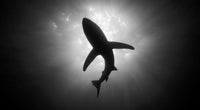 Shark Silhouette Wall Art