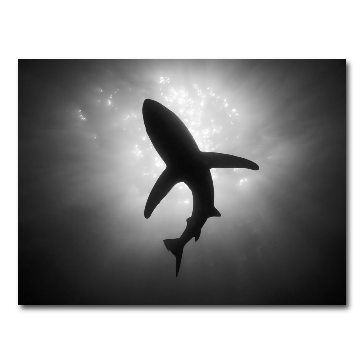 AUTO-MOCKUP WHITE | Shark Silhouette | 1 Piece | Gallery Wrap Canvas | group=4x3