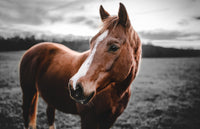 Shining Horse Wall Art