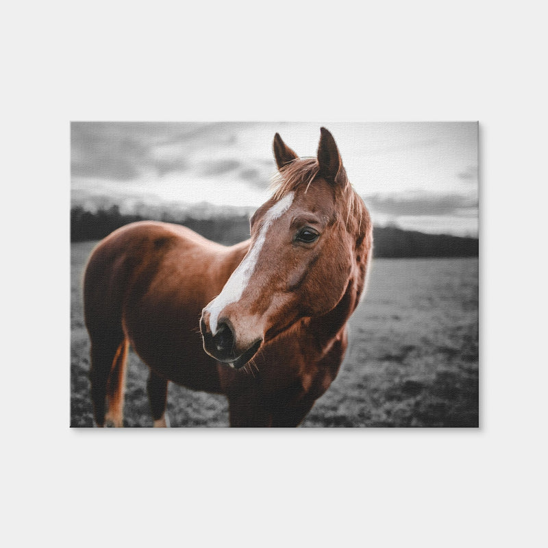 AUTO-MOCKUP WHITE | Shining Horse | 1 Piece | Gallery Wrap | group=4x3