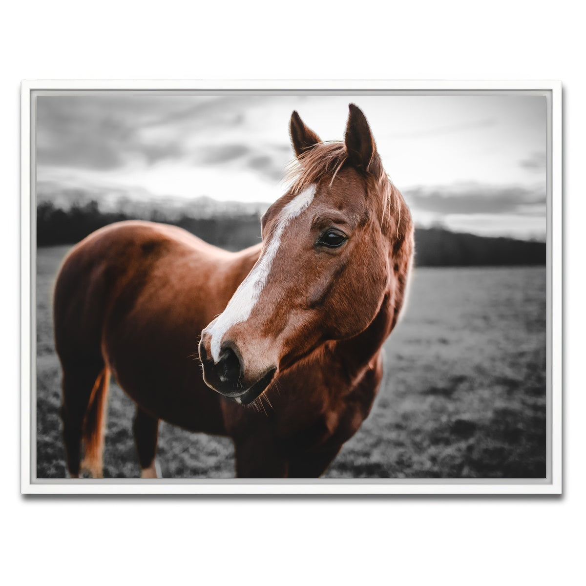 AUTO-MOCKUP WHITE | Shining Horse | 1 Piece | White Framed Canvas | group=4x3