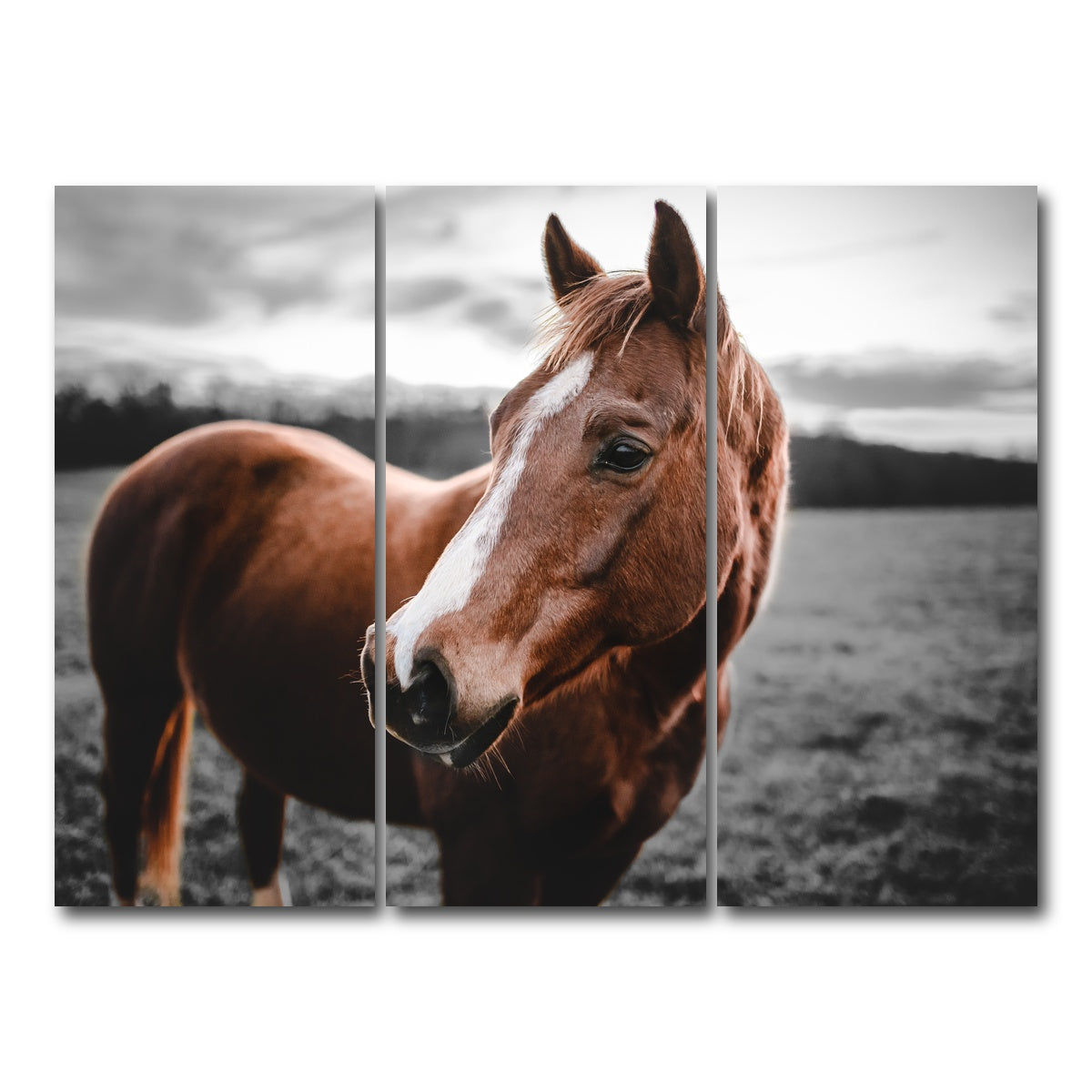 AUTO-MOCKUP WHITE | Shining Horse | 3 Piece | Gallery Wrap Canvas | group=8x18