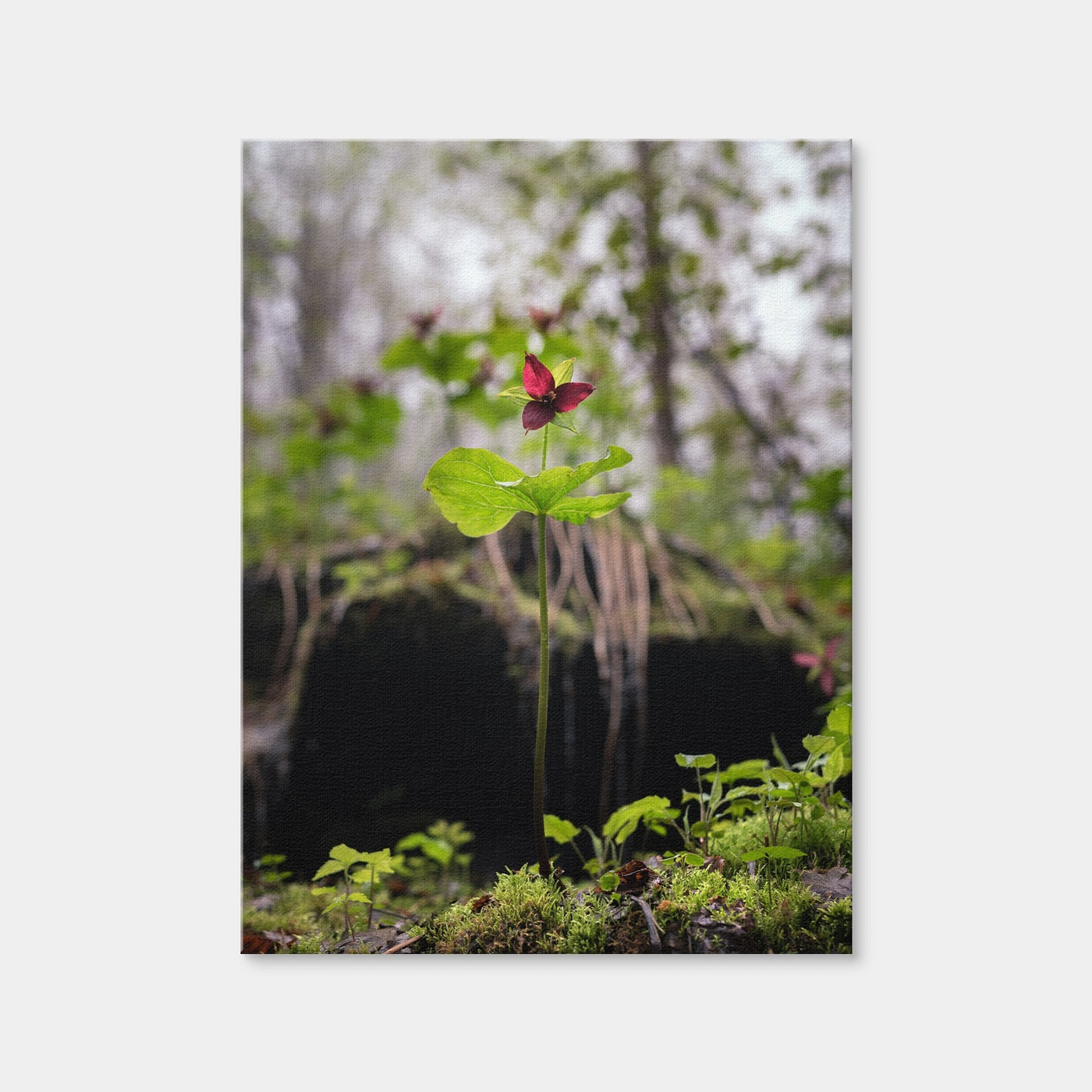 AUTO-MOCKUP WHITE | Simple Scene | 1 Piece | Gallery Wrap Canvas | group=3x4