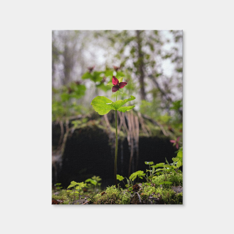 AUTO-MOCKUP WHITE | Simple Scene | 1 Piece | Gallery Wrap Canvas | group=3x4