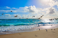 Singer Island beach seagulls Wall Art