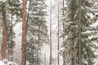 Snow in Lois Creek Wall Art