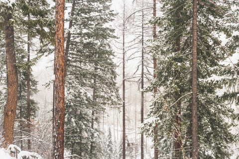 Snow in Lois Creek Wall Art