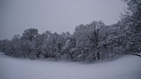 Snowy Stroll Wall Art