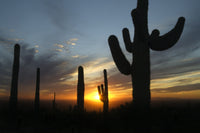 Sonoran Desert Sunset Wall Art