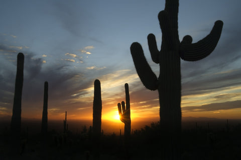 Sonoran Desert Sunset Wall Art