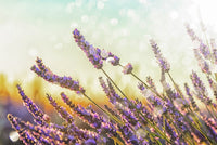 Sparkling Lavender Wall Art