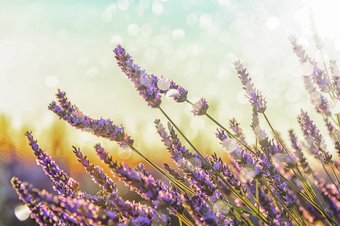 Sparkling Lavender Wall Art
