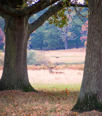 Stag in Richmond Park Wall Art