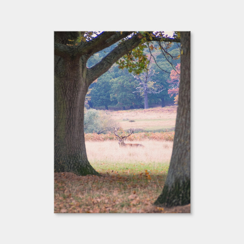 AUTO-MOCKUP WHITE | Stag in Richmond Park | 1 Piece | Gallery Wrap Canvas | group=3x4