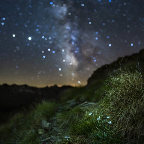 Star Studded Edelweiss Wall Art
