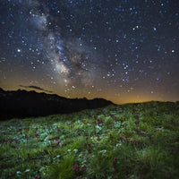 Star Studded Edelweiss and Joubarbe Wall Art