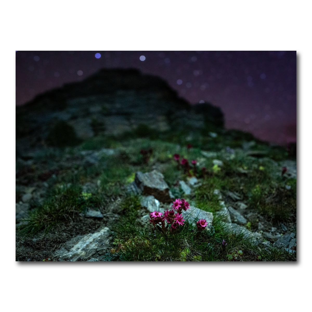 AUTO-MOCKUP WHITE | Star Studded Joubarbe | 1 Piece | Gallery Wrap Canvas | group=4x3