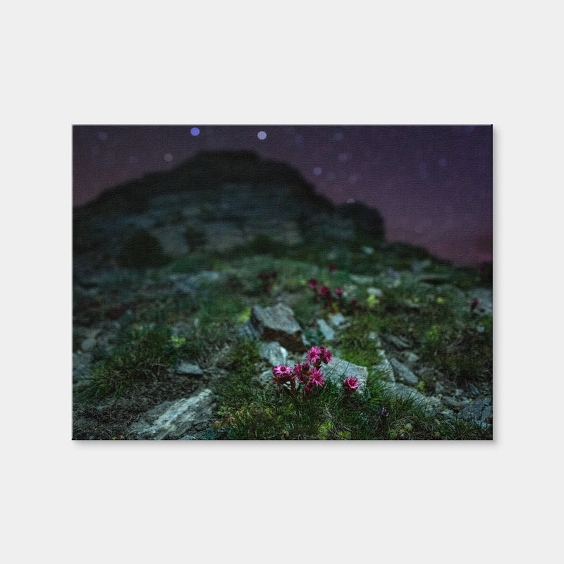 AUTO-MOCKUP WHITE | Star Studded Joubarbe | 1 Piece | Gallery Wrap | group=4x3