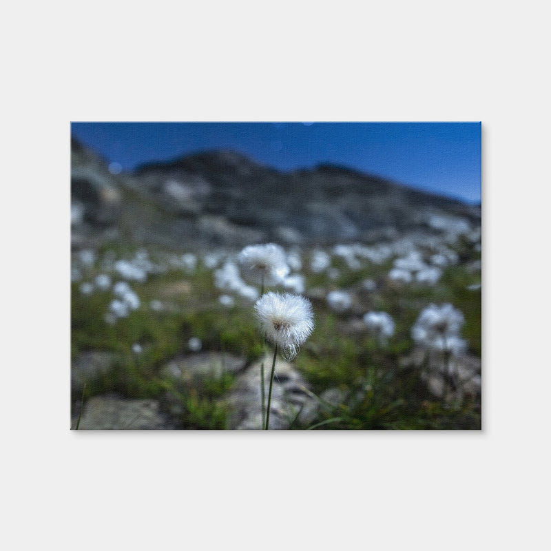 AUTO-MOCKUP WHITE | Star Studded Linaigrette | 1 Piece | Gallery Wrap Canvas | group=4x3