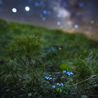 Star Studded Myosotis Wall Art