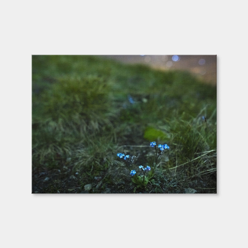 AUTO-MOCKUP WHITE | Star Studded Myosotis | 1 Piece | Gallery Wrap | group=4x3