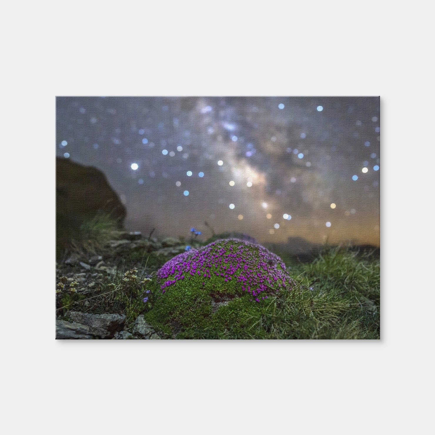 AUTO-MOCKUP WHITE | Star Studded Silene | 1 Piece | Gallery Wrap | group=4x3