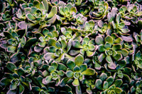 Succulents Wall Art