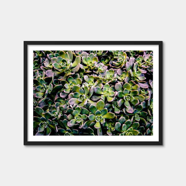 Succulents Wall Art — Framed Print Format preview