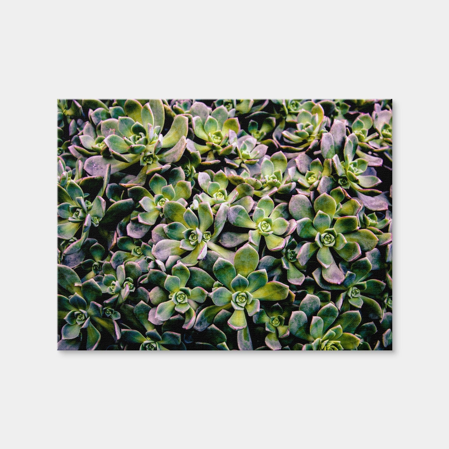 AUTO-MOCKUP WHITE | Succulents | 1 Piece | Gallery Wrap | group=4x3