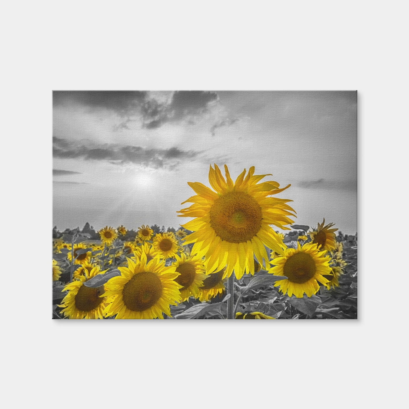 AUTO-MOCKUP WHITE | Sunflower Field - Yellow Color Pop | 1 Piece | Gallery Wrap Canvas | group=4x3