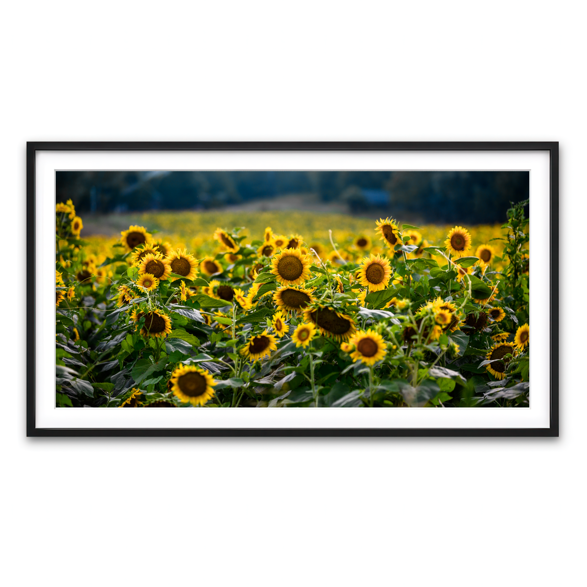 Framed Print 2x1 Black
