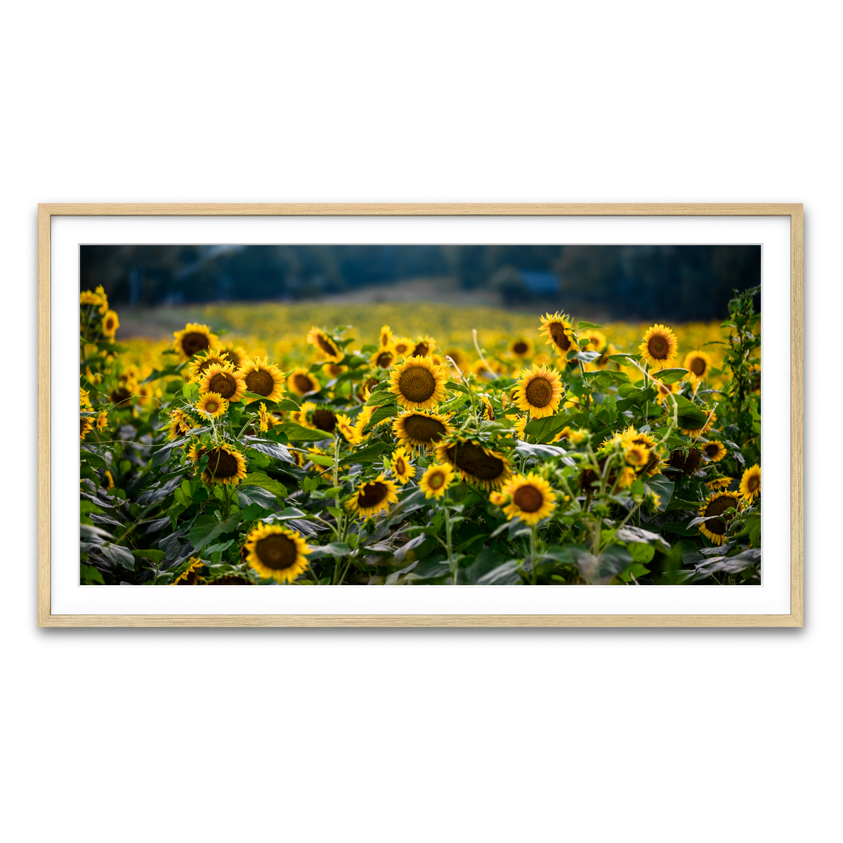 Framed Print 2x1 Natural