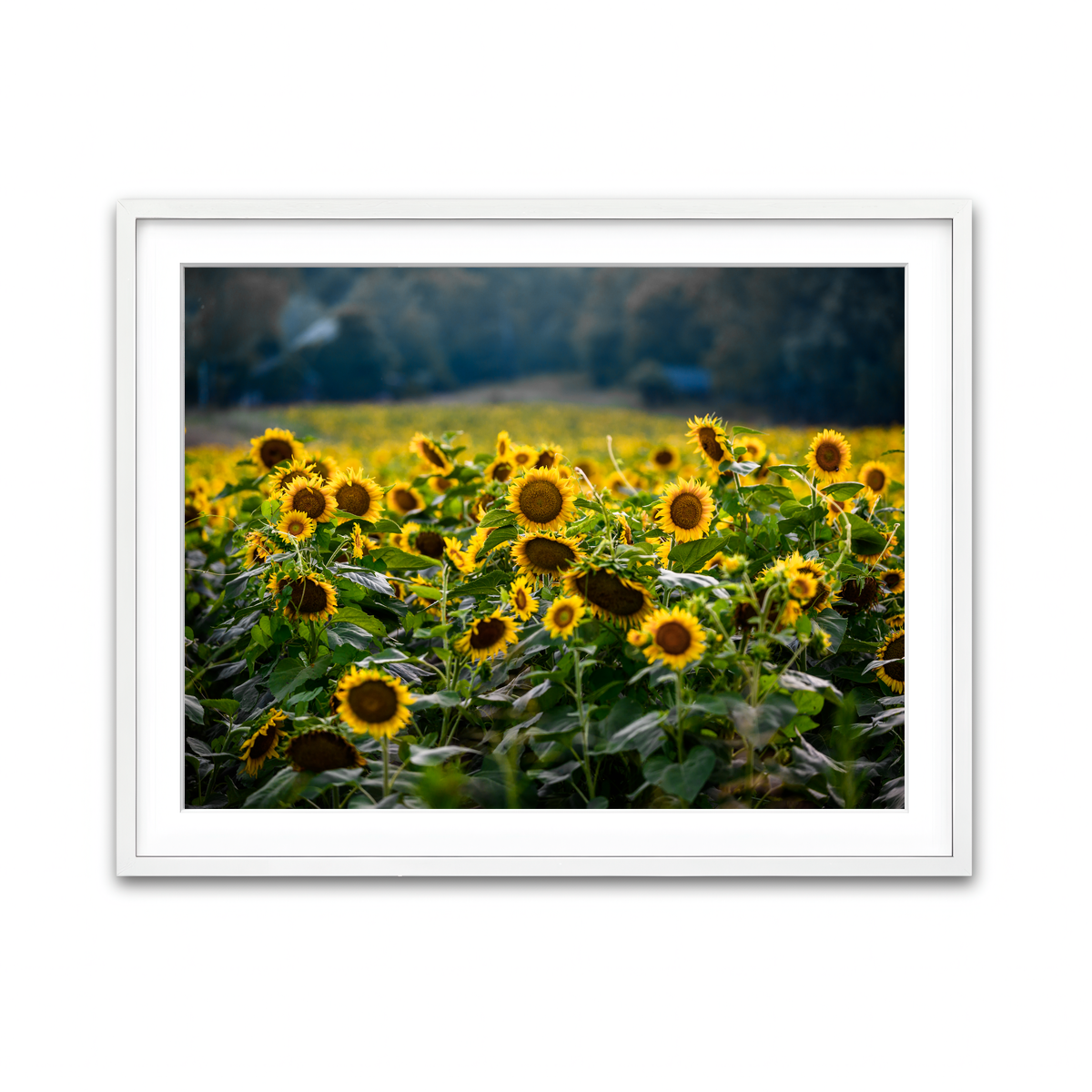 Framed Print 4x3 White