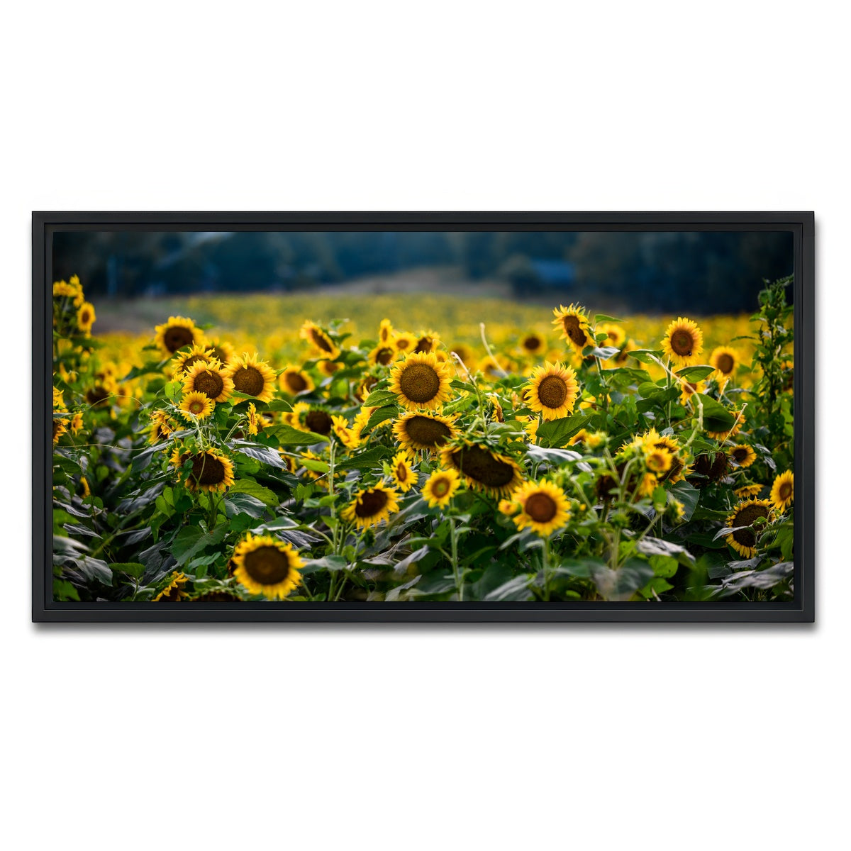 AUTO-MOCKUP WHITE | Sunflower Field | 1 Piece | Black Framed Canvas | group=2x1