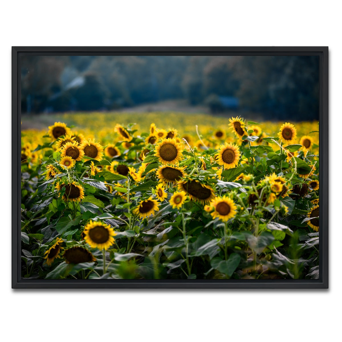AUTO-MOCKUP WHITE | Sunflower Field | 1 Piece | Black Framed Canvas | group=4x3