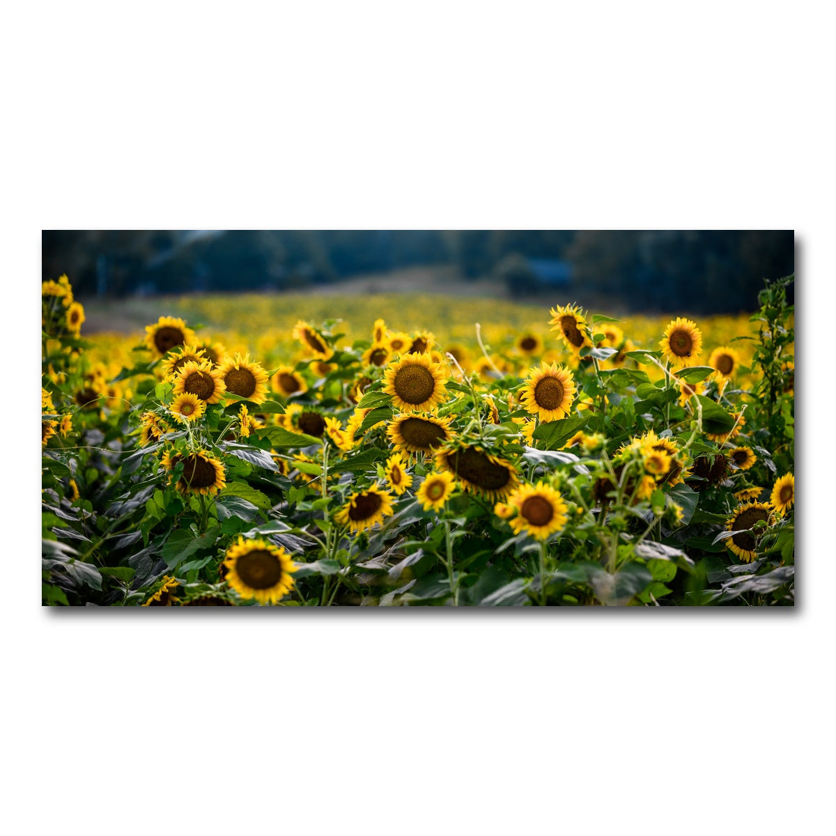 AUTO-MOCKUP WHITE | Sunflower Field | 1 Piece | Gallery Wrap Canvas | group=2x1