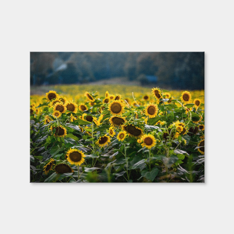 AUTO-MOCKUP WHITE | Sunflower Field | 1 Piece | Gallery Wrap | group=4x3