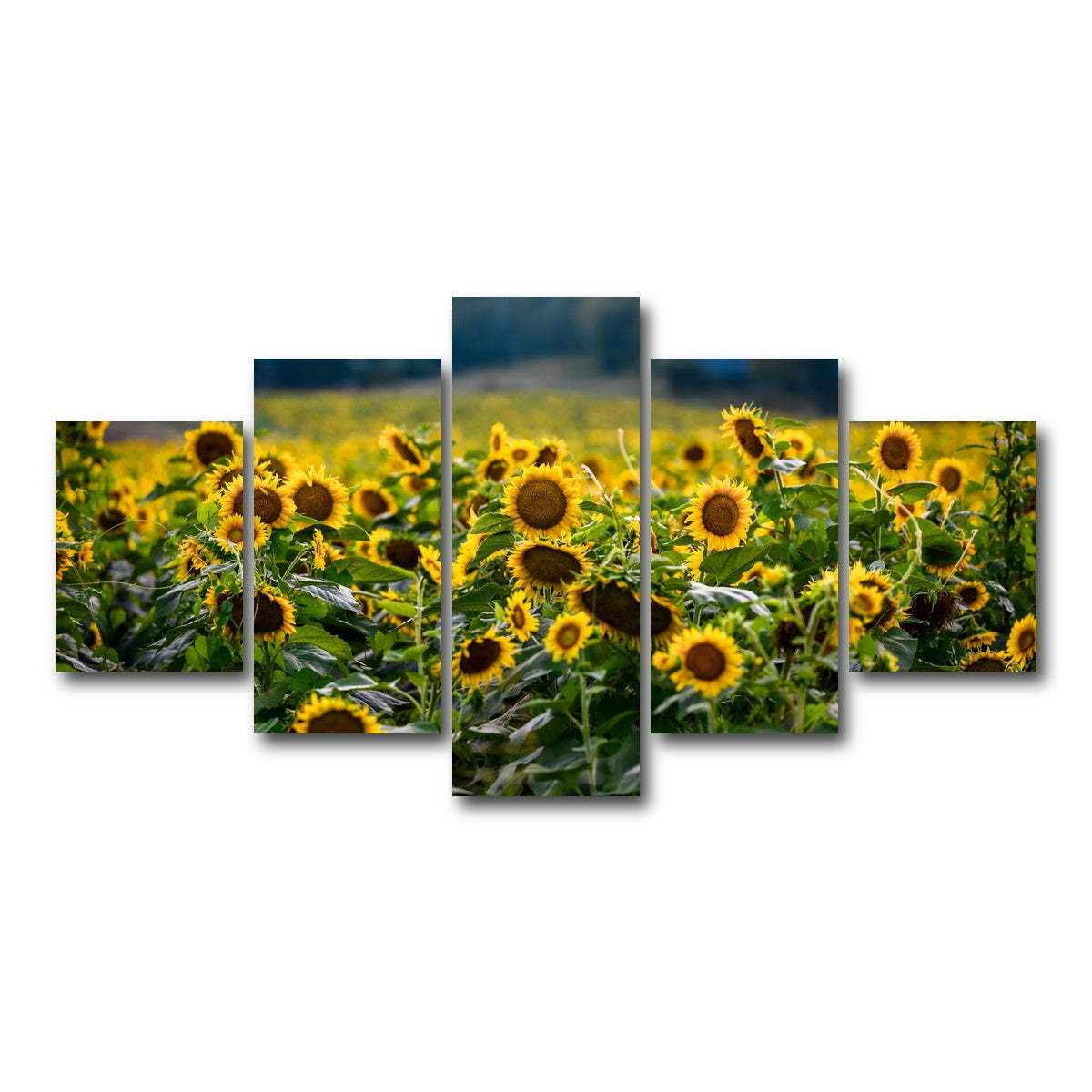 AUTO-MOCKUP WHITE | Sunflower Field | 5 Piece | Gallery Wrap Canvas | group=5_short