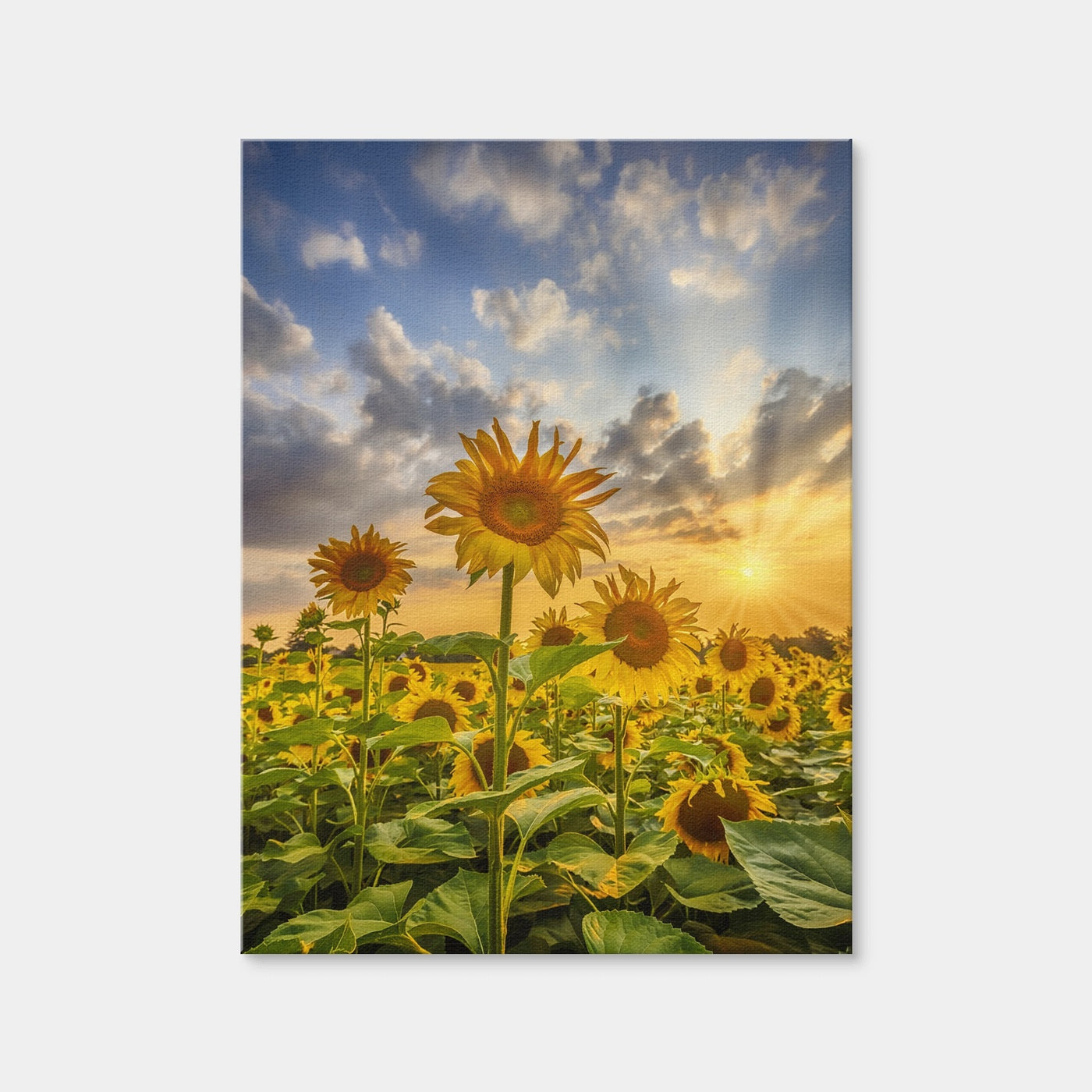 AUTO-MOCKUP WHITE | Sunflower Field at Sunset | 1 Piece | Gallery Wrap | group=3x4