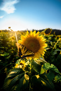 Sunflower Love Wall Art
