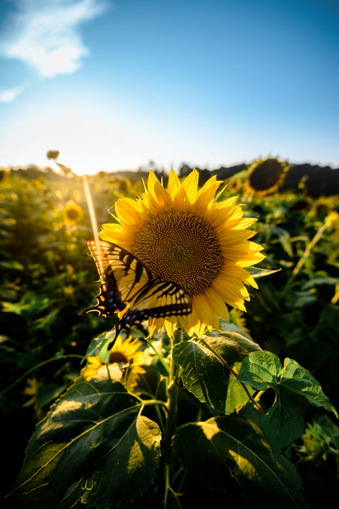 Sunflower Love Wall Art