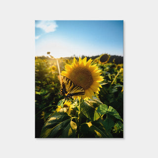 AUTO-MOCKUP WHITE | Sunflower Love | 1 Piece | Gallery Wrap | group=3x4