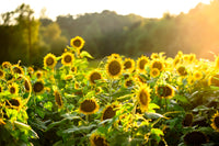 Sunflower Sunshine Wall Art