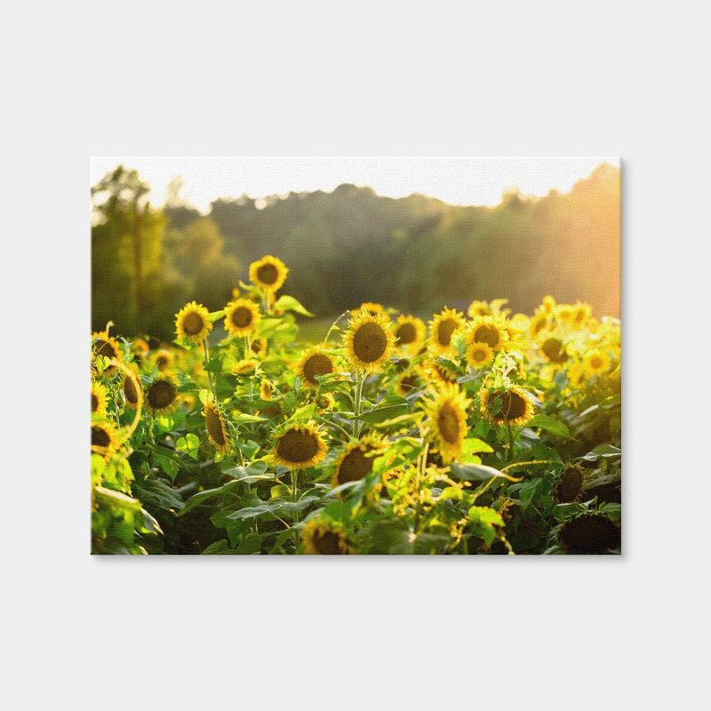 AUTO-MOCKUP WHITE | Sunflower Sunshine | 1 Piece | Gallery Wrap | group=4x3