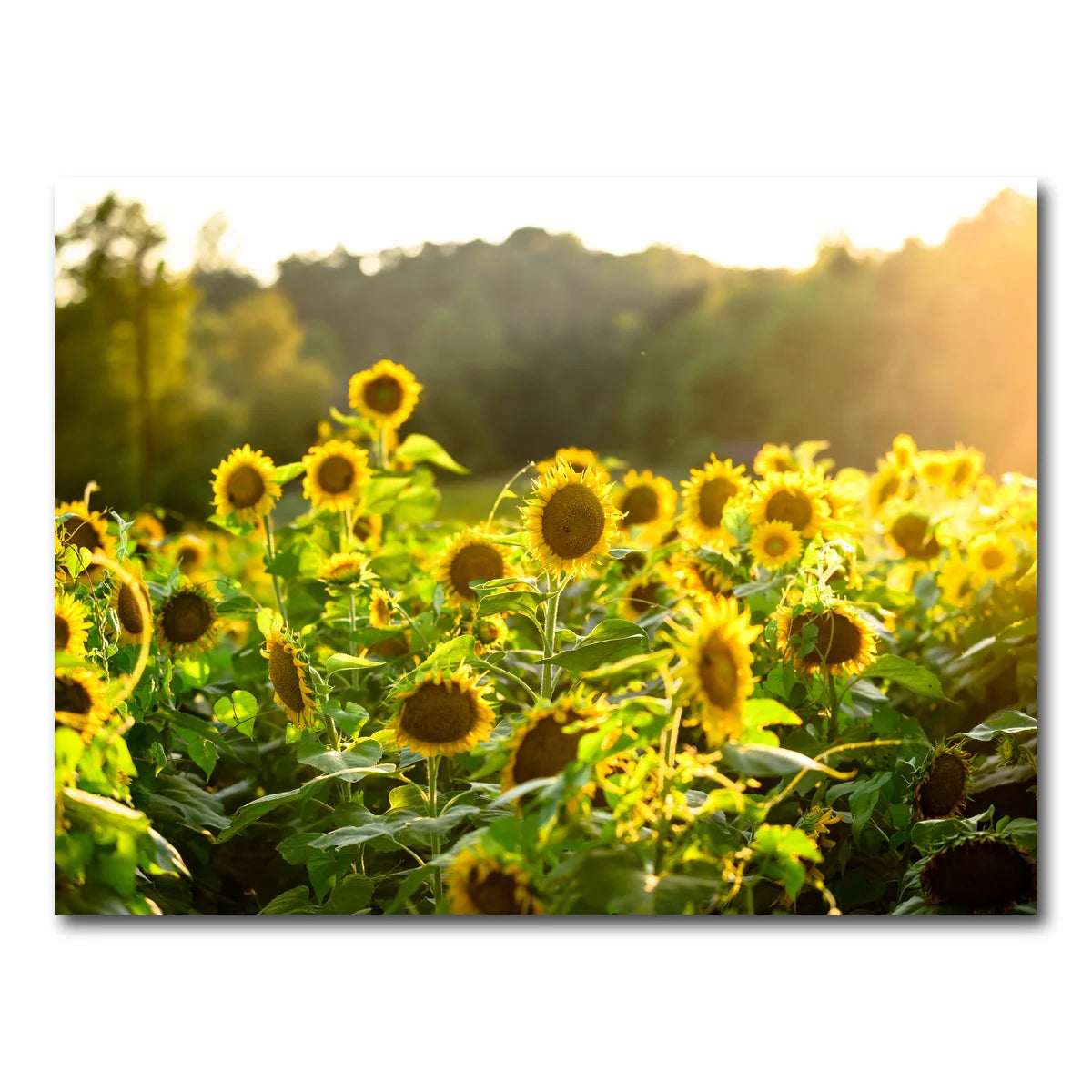 Sunflower Sunshine Wall Art