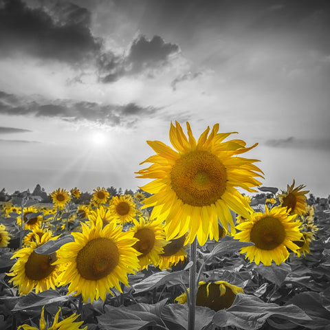 Sunflower field - yellow color pop Wall Art
