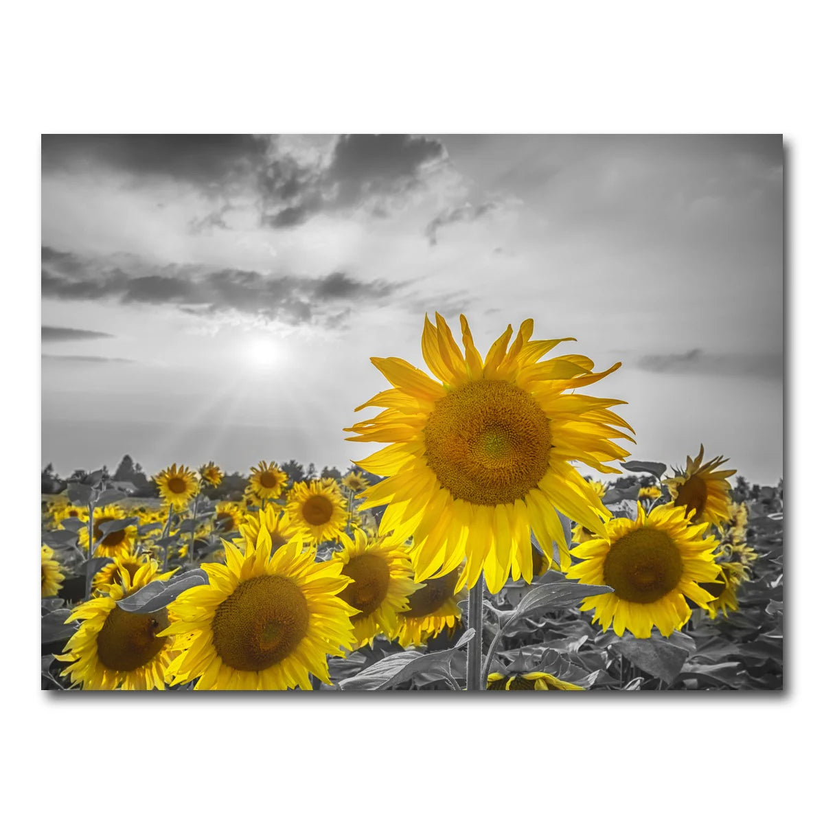 Sunflower Field - Yellow Color Pop Wall Art